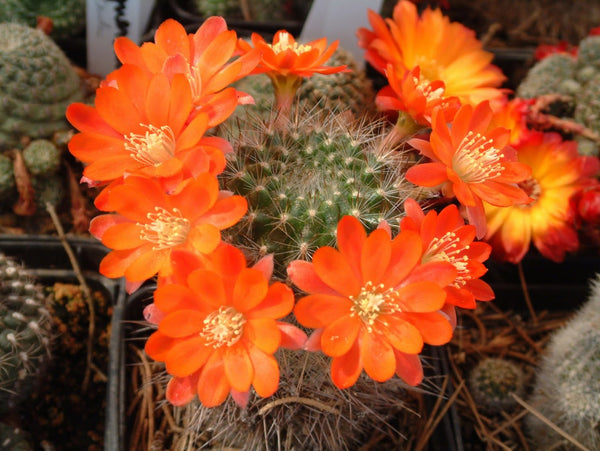 Orange Crown Cactus (Rebutia fiebrigii) - 10 seeds