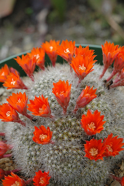 Red Crown Cactus - 10 seeds