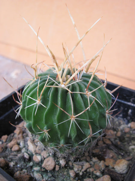 Stenocactus obvallatus (rare spines) - 10 seeds