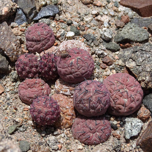 Tephrocactus geometricus (Chocolate-violet body) - 5 seeds