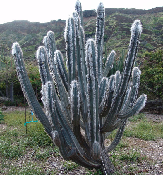 Silver Torch cactus (Cleistocactus strausii) - 10 seeds